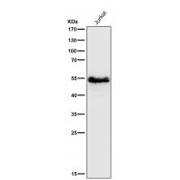 P2Y12 Rabbit mAb