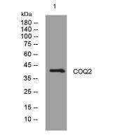 COQ2 rabbit pAb