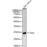 Twist1 Antibody