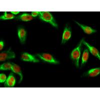 AMPKα1/AMPKα2(Phospho-Thr183/Thr172) Antibody