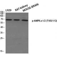 AMPKα1/AMPKα2(Phospho-Thr183/Thr172) Antibody