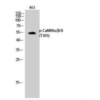 CaMK2α/β/δ (Phospho-Thr305) Antibody