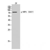 DRP1 (Phospho-Ser637) Antibody