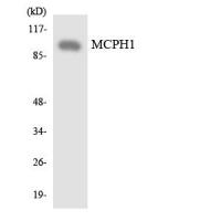 MCPH1 Antibody