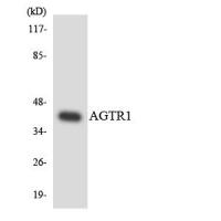 AGTR1 Antibody