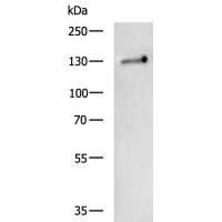 WDR6 Antibody