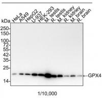 GPX4 Rabbit mAb