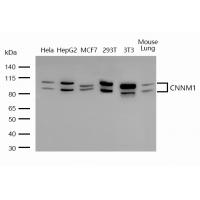 CNNM1 Antibody