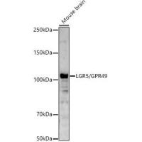 LGR5 Rabbit Polyclonal Antibody