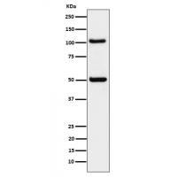 ORP1 Rabbit mAb