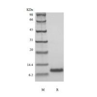 Recombinant Human IL-8 (77a.a.)(rHu IL-8/CXCL8)