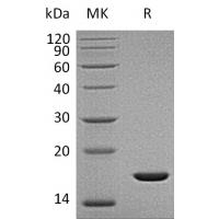 Recombinant Human Fibroblast Growth Factor 2,FGF-2,FGFb (Gly132-Ser288)