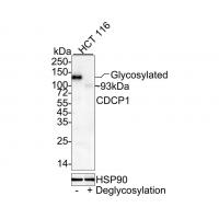 CUB domain-containing protein 1 Antibody