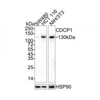 CUB domain-containing protein 1 Antibody