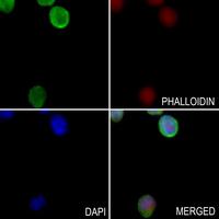 G3BP2 Rabbit Polyclonal Antibody