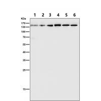 Collagen III Rabbit mAb