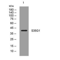 S35G1 Rabbit pAb