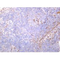 Ferritin Heavy Chain Rabbit mAb