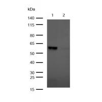 Yes1 Rabbit mAb