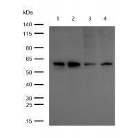Yes1 Rabbit mAb