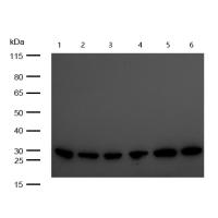 C1QBP Rabbit mAb