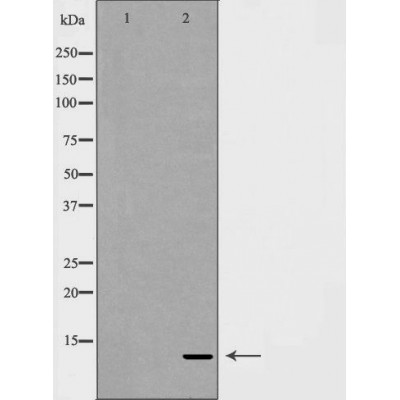 Sumo 3 antibody
