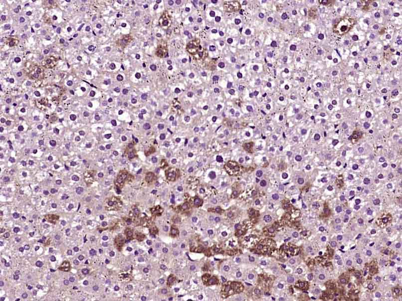 FLJ20259 Antibody