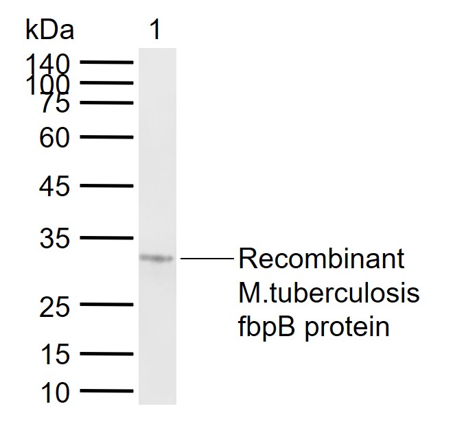 FbpB antibody