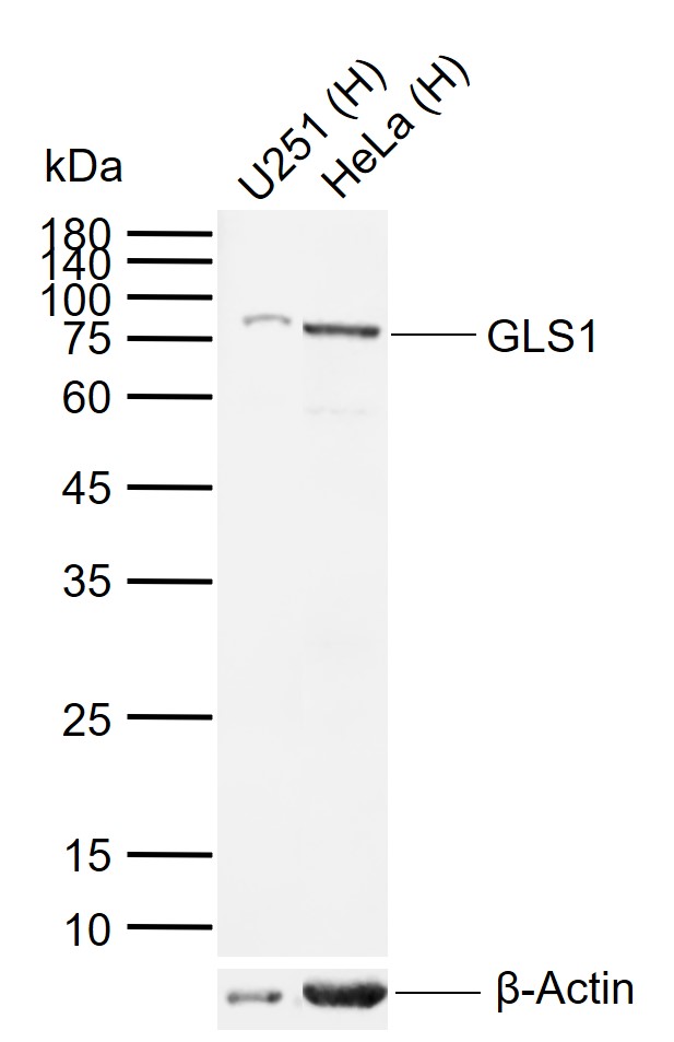 GLS1 antibody
