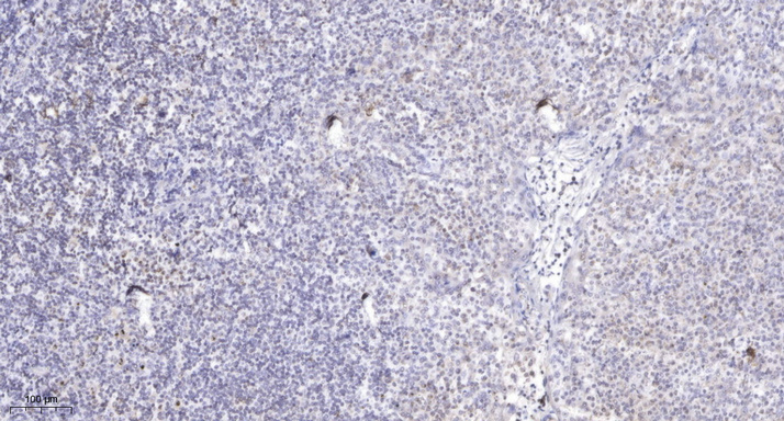 APM2 Antibody