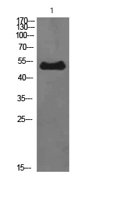 ETBR Antibody