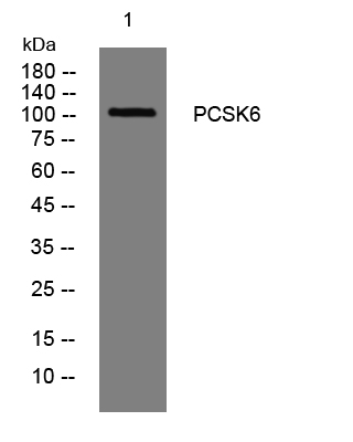 PCSK6 Antibody