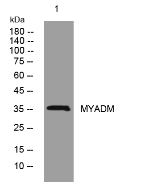 MYADM antibody