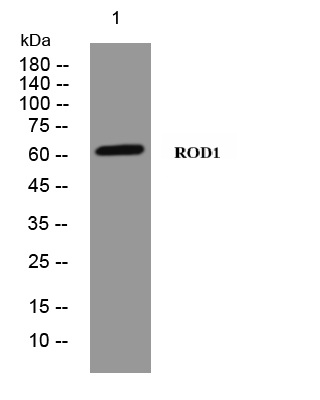 ROD1 antibody
