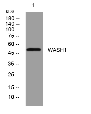 WASH1 antibody